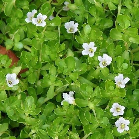 Bacopa Monnieri can boost your life 