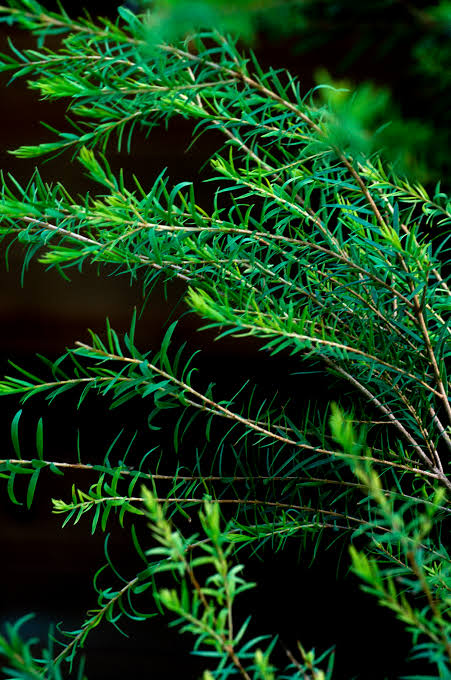 Essential Oils for beautiful glowing skin