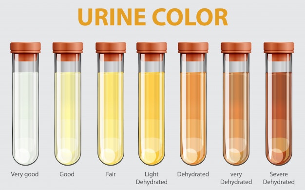 15 HQ Photos Female Cat Urine Color Chart 25.8 Urine