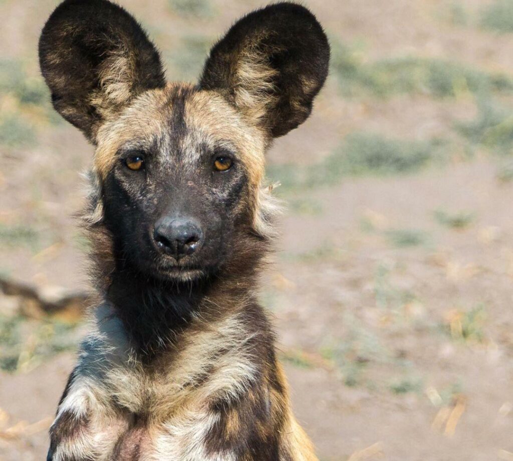 African wild dog at the Okavango River Basin