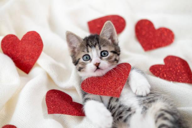 valentine's day gifts