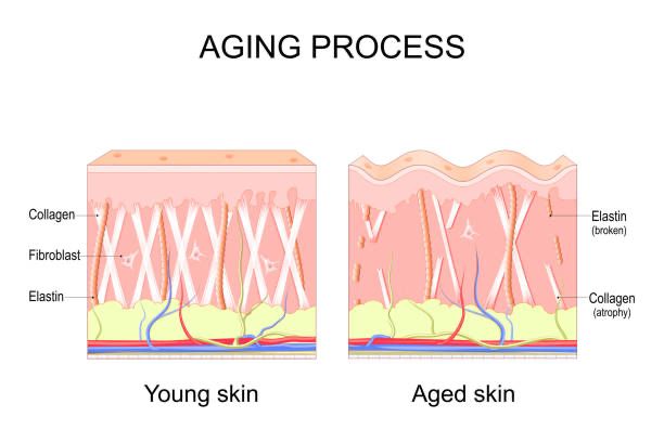 Collagen levels